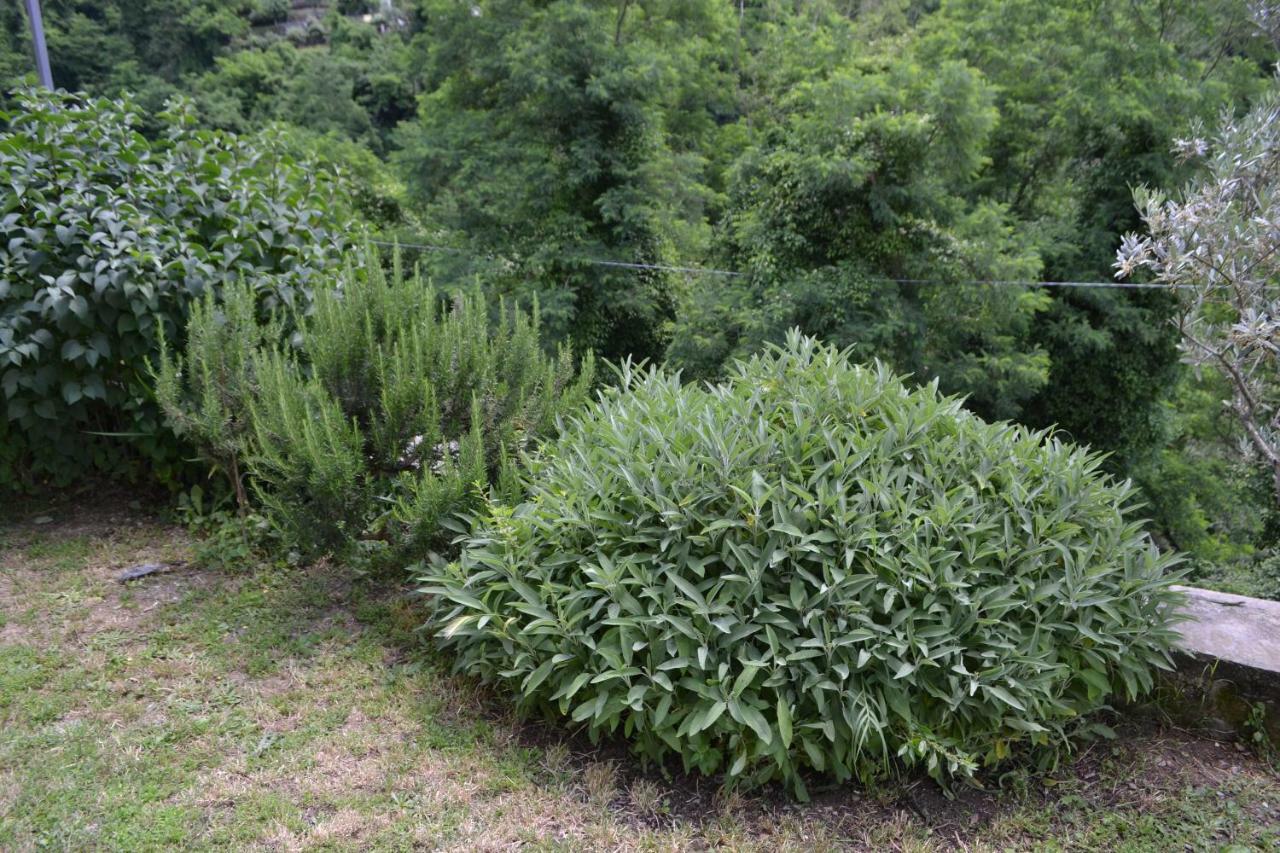 הוילה ברגה La Limonaia Di Casagrande מראה חיצוני תמונה